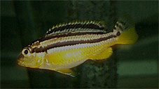 Melanochromis auratus