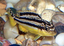 Melanochromis auratus