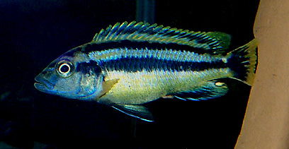 Melanochromis chipokae