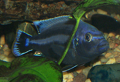 Melanochromis chipokae