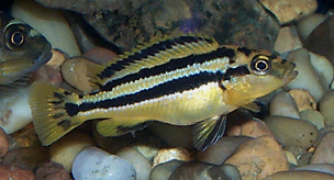 Melanochromis chipokae