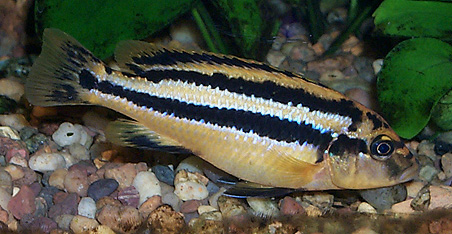 Melanochromis chipokae