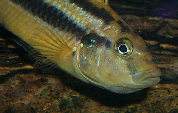 female carrying eggs