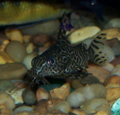 Synodontis eupterus