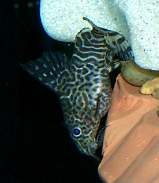 Synodontis eupterus