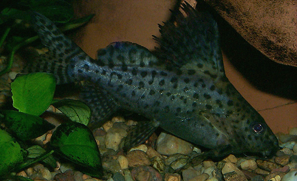 Synodontis eupterus