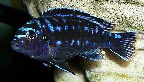 Melanochromis elastodema