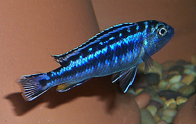 Melanochromis elastodema