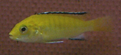 Labidochromis caeruleus