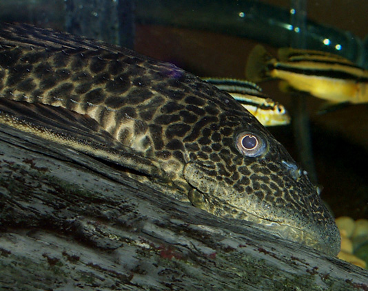 Labidochromis caeruleus