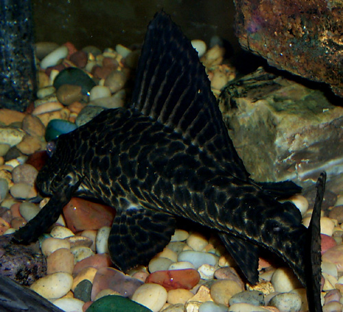 Labidochromis caeruleus