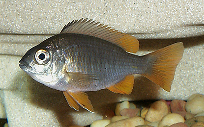 Copadichromis borleyi