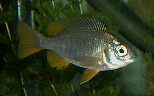 Copadichromis borleyi