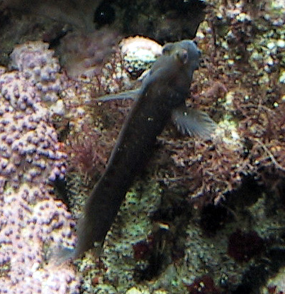 Lawnmower blenny