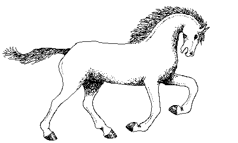 running horse