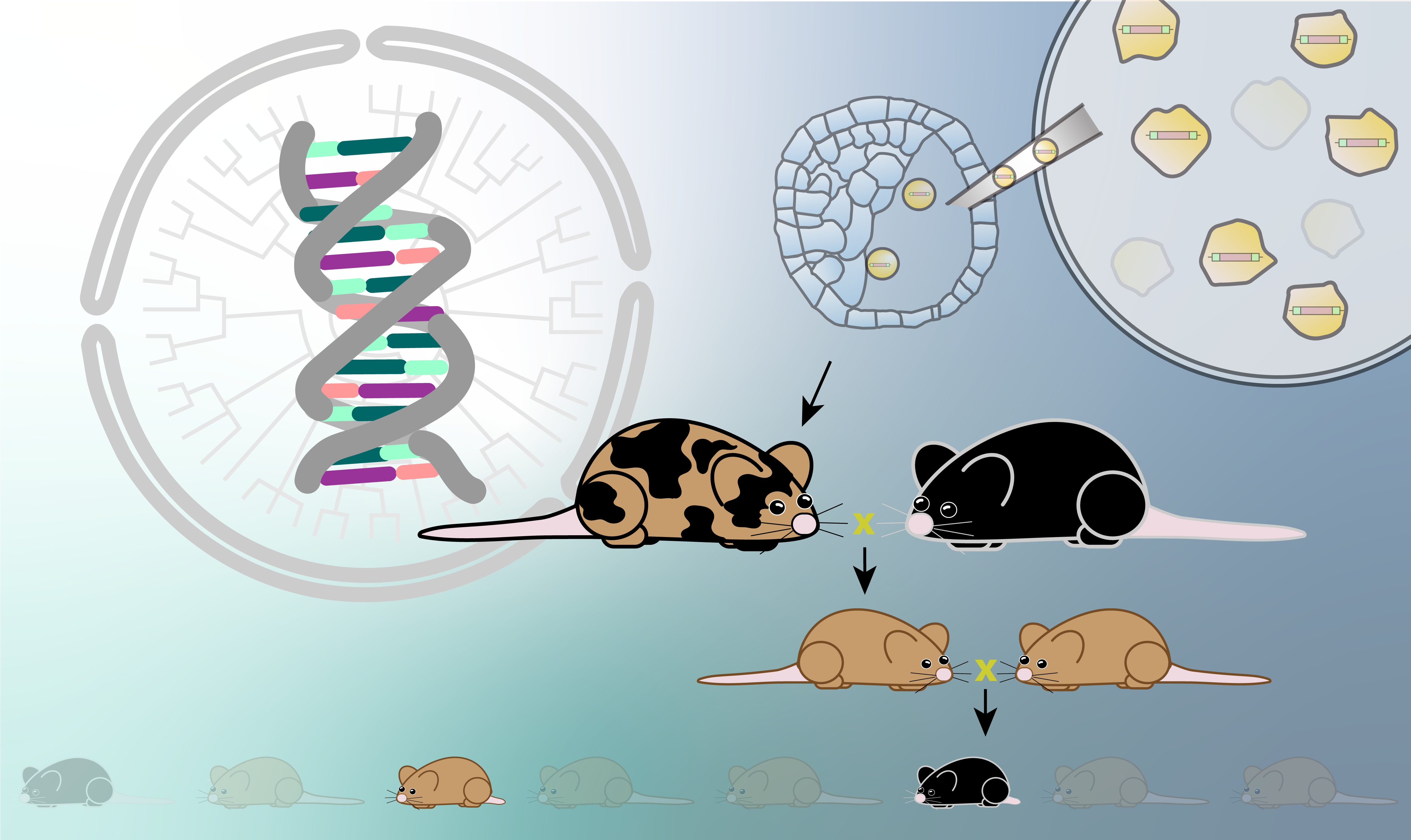 7.03x course image including a pedigree and mouse